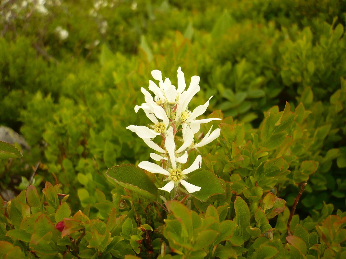 Amelanchier ovalis subsp. ovalis (Rosaceae)